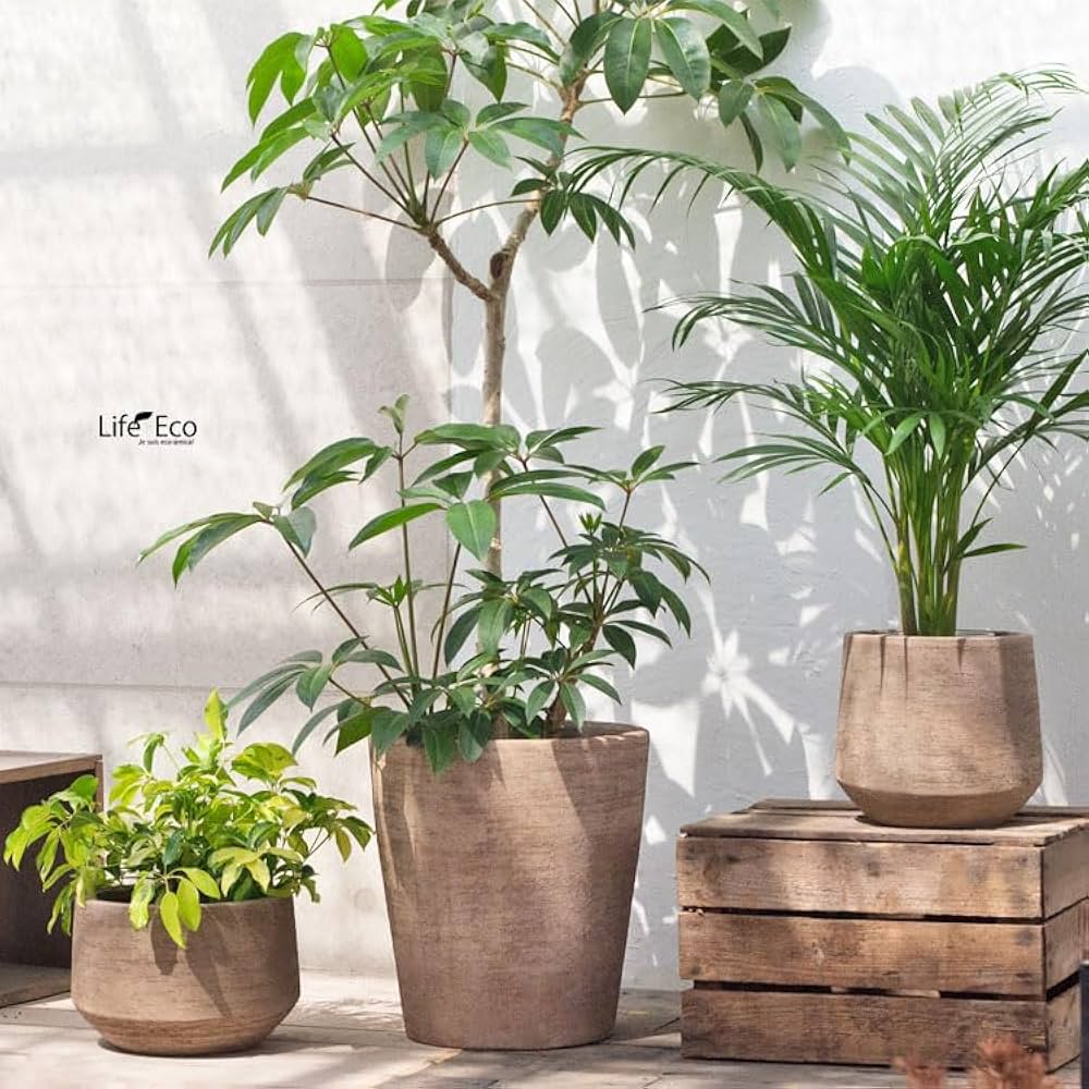 Amazon | 植木鉢 テラコッタ製（素焼き鉢） テラサモ コニック